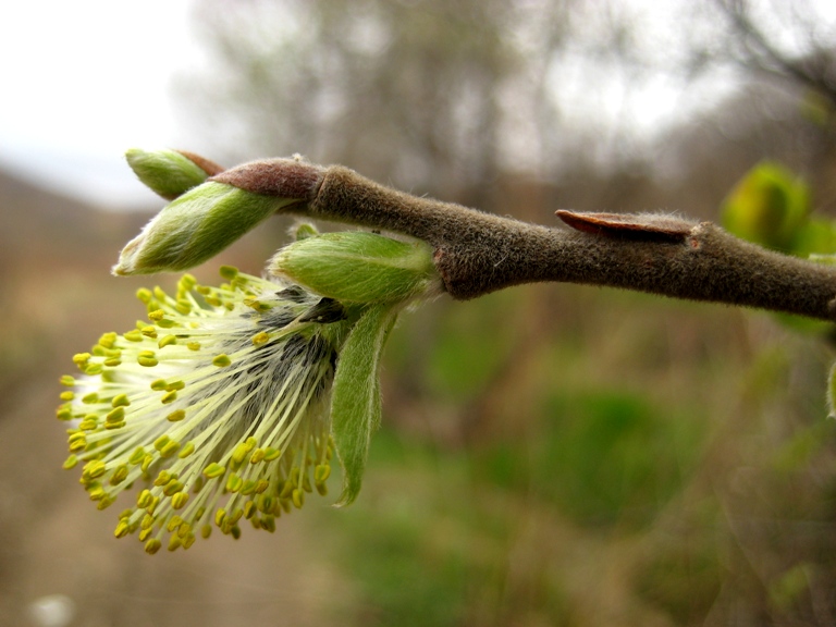 Image of Salix abscondita specimen.