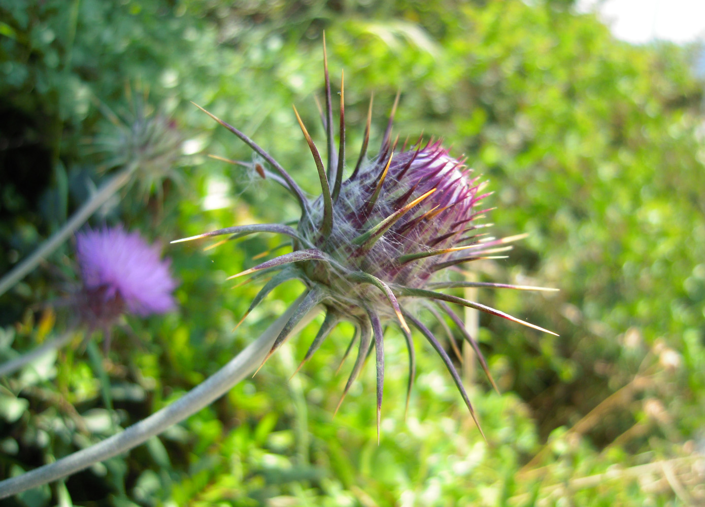 Изображение особи Lamyropsis cynaroides.