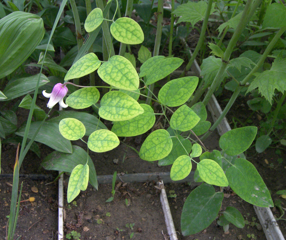 Image of Clematis versicolor specimen.