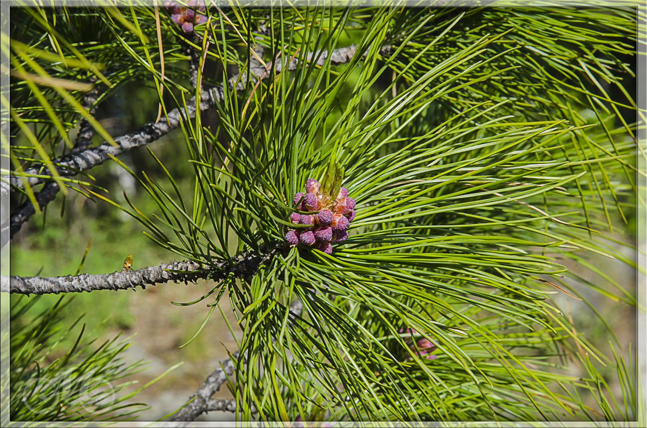 Изображение особи Pinus sibirica.