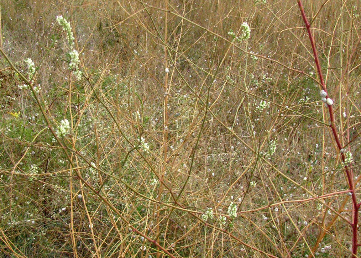 Изображение особи Melilotus tauricus.