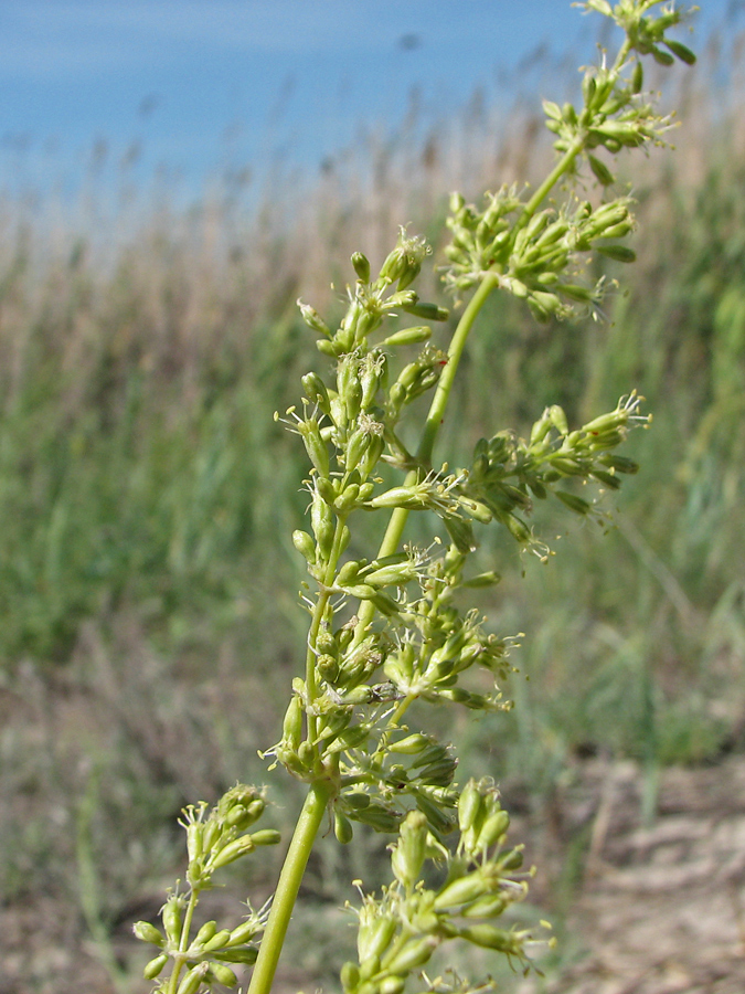 Image of Silene media specimen.