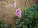 Bistorta carnea