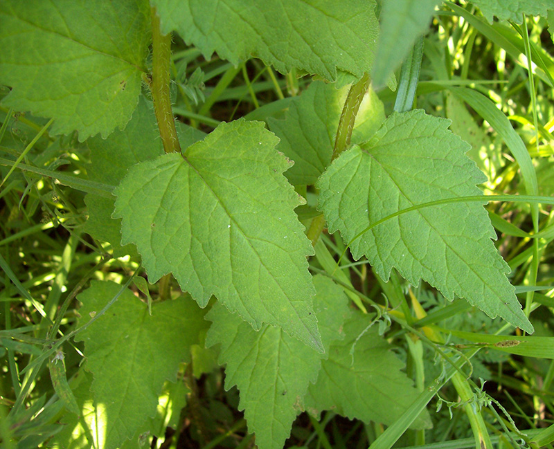 Image of Campanula trachelium specimen.