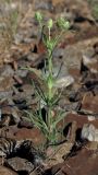 Plantago arenaria