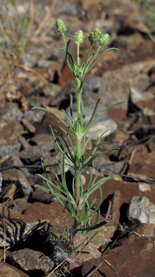 Image of Plantago arenaria specimen.