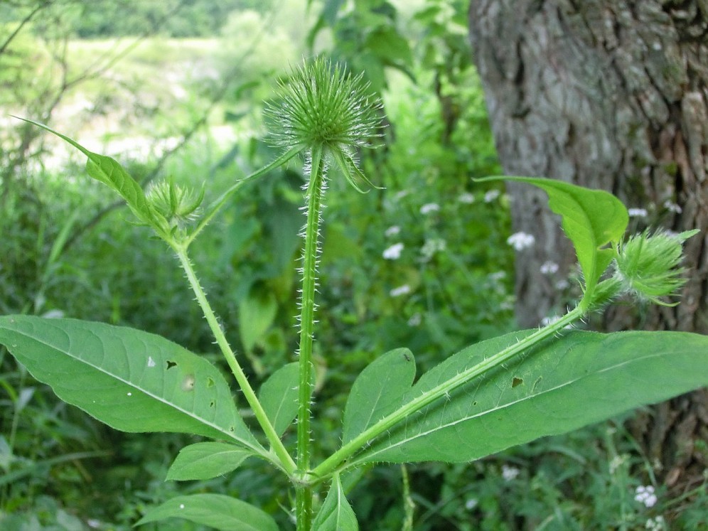 Image of Dipsacus strigosus specimen.