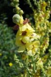 Verbascum marschallianum