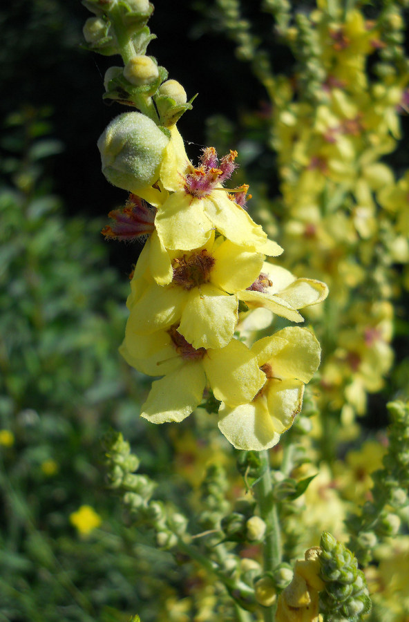 Image of Verbascum marschallianum specimen.