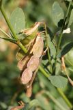 Hedysarum flavescens. Соплодие. Узбекистан, Ташкентская обл., зап. отроги Чаткальского хр., гора Бол. Чимган. 07.07.2012.