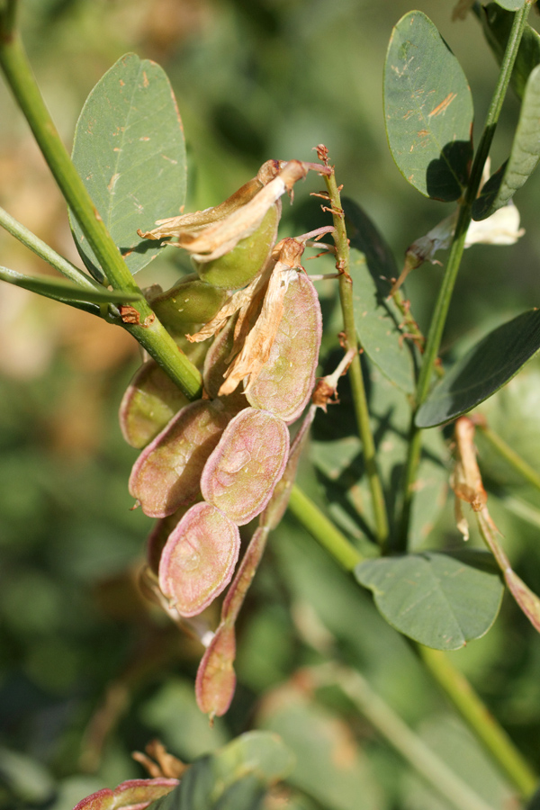 Изображение особи Hedysarum flavescens.