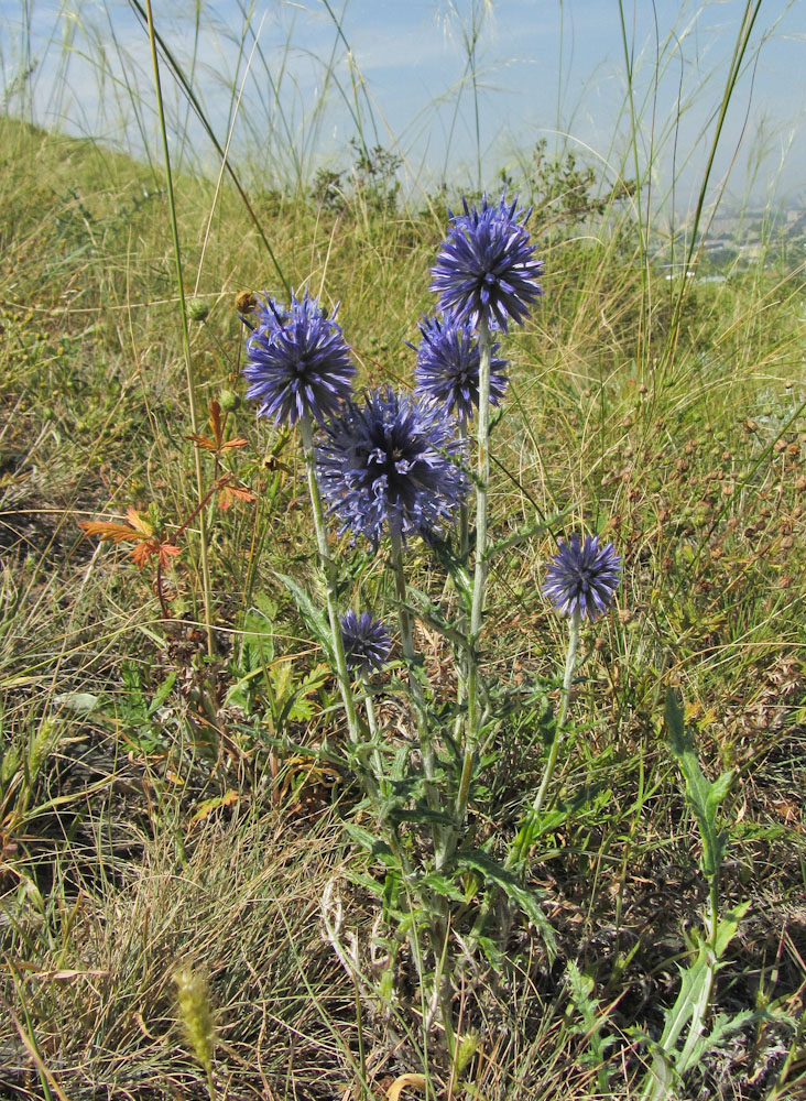 Изображение особи Echinops ruthenicus.