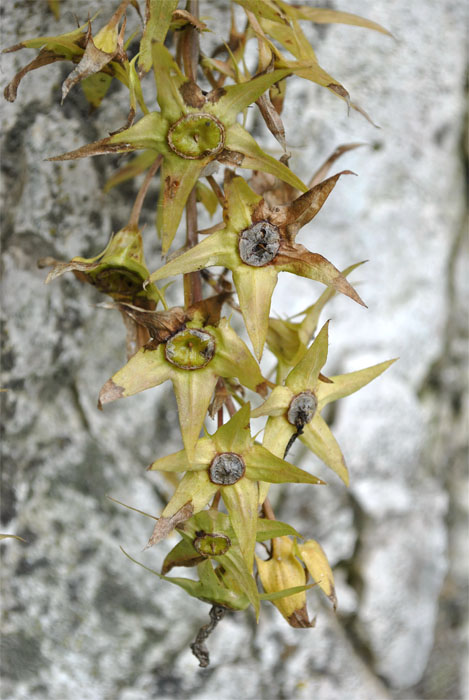 Image of Campanula ossetica specimen.