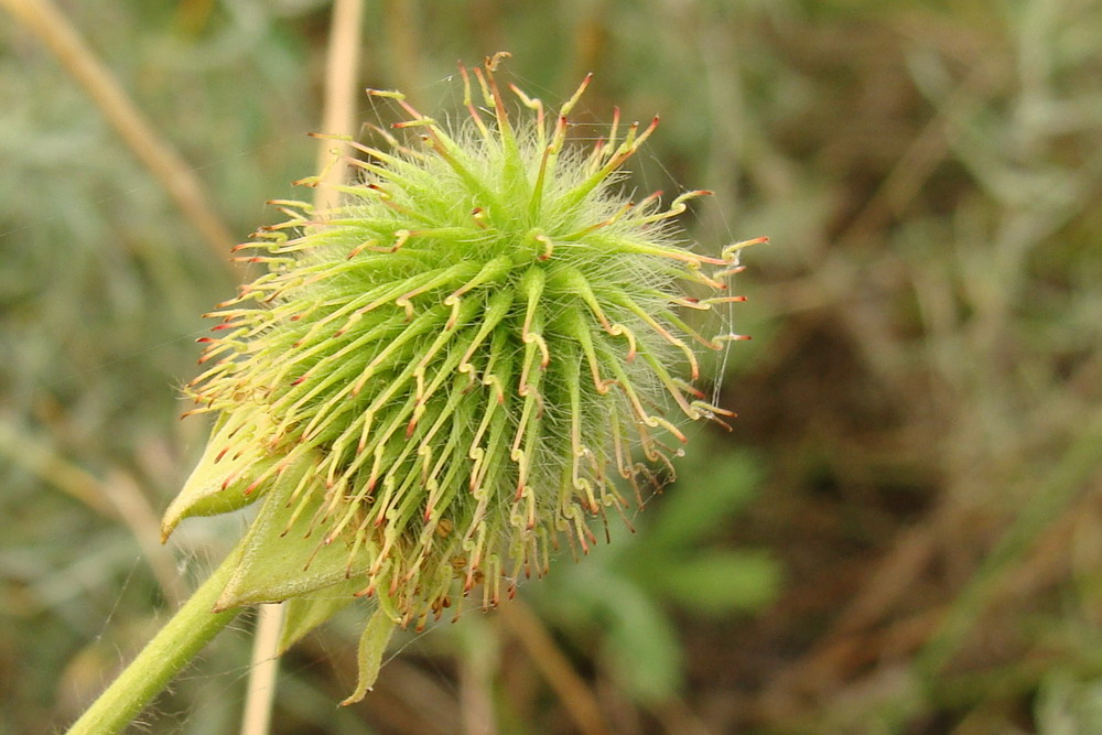 Изображение особи Geum aleppicum.