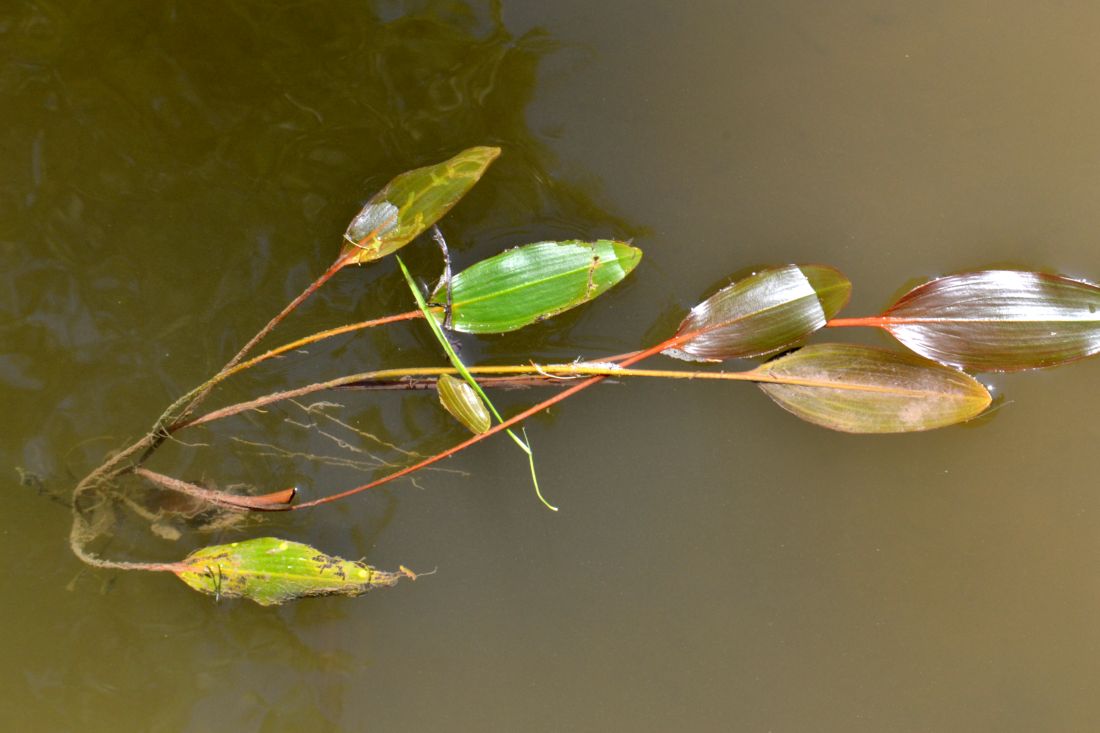 Image of Potamogeton nodosus specimen.