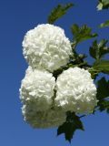 Viburnum форма roseum