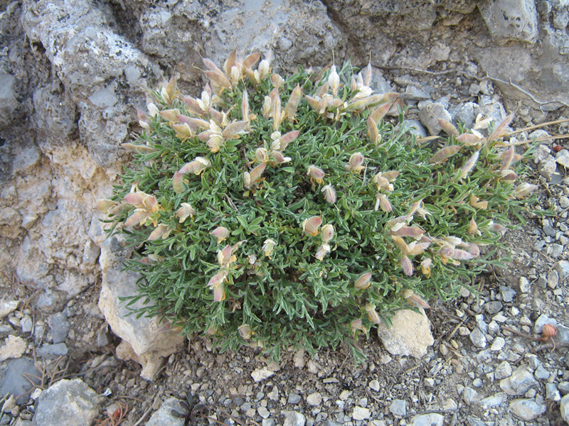 Image of Genista millii specimen.