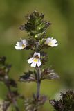 Euphrasia brevipila