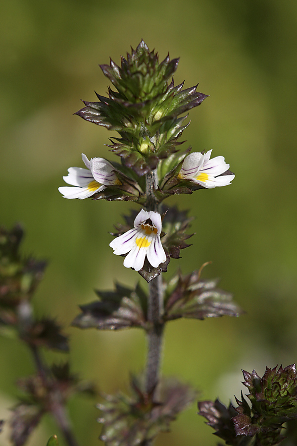 Изображение особи Euphrasia brevipila.