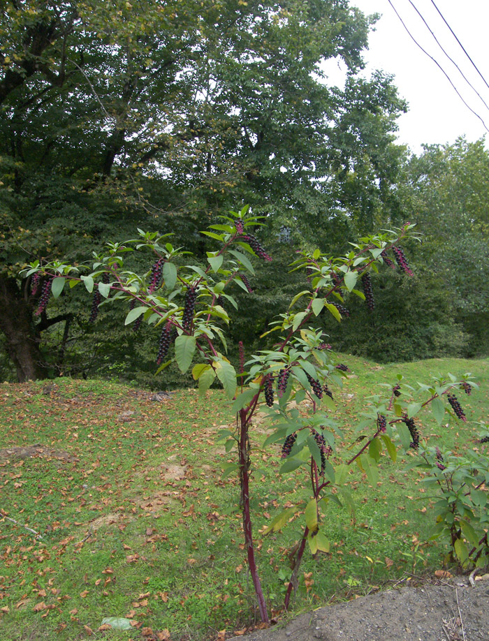 Image of Phytolacca americana specimen.