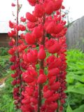 Lupinus &times; regalis