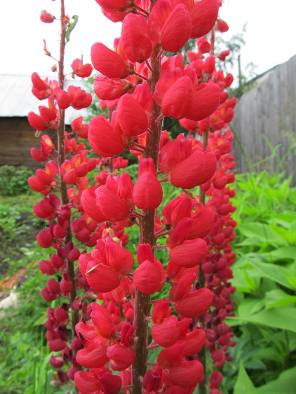 Изображение особи Lupinus &times; regalis.