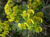 Euphorbia rigida. Верхушка стебля с соцветиями и завязавшимися плодами. Южный Берег Крыма, гора Аю-Даг. 29 апреля 2009 г.