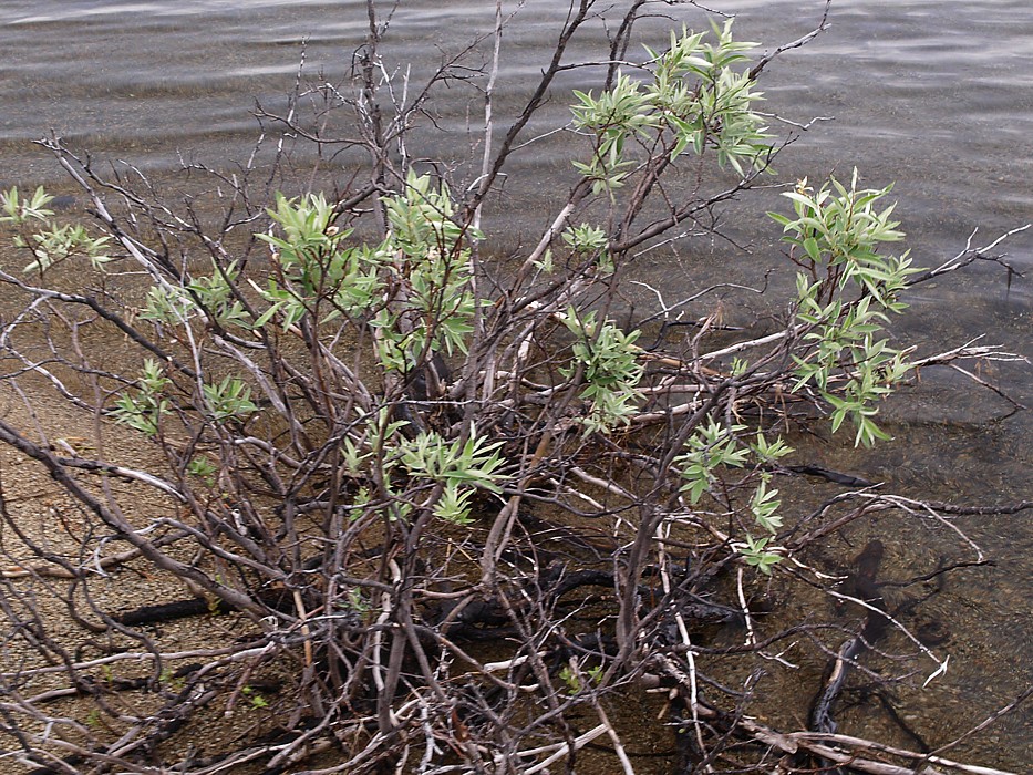 Image of Salix lapponum specimen.