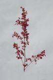 Atriplex hortensis