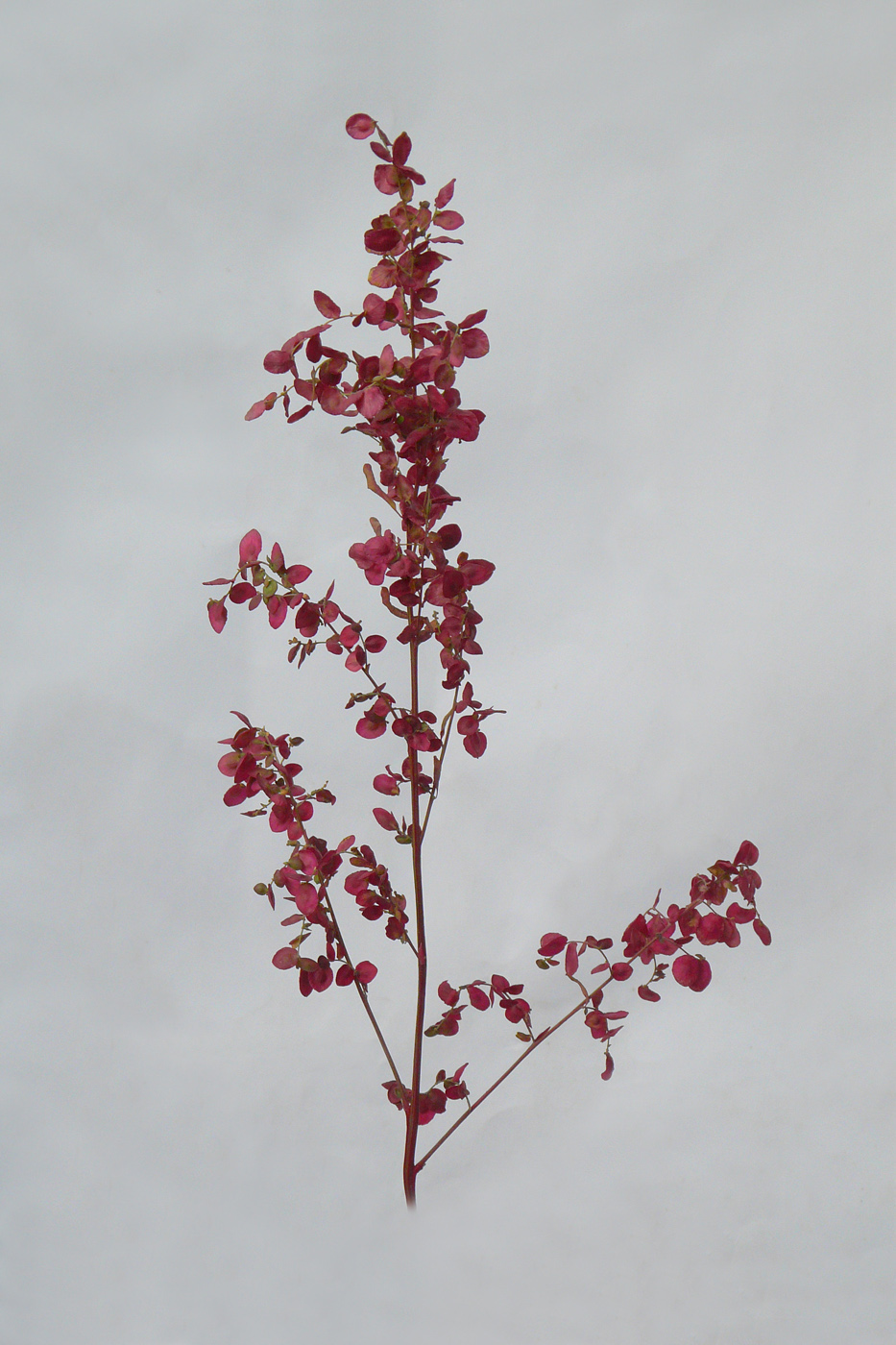 Image of Atriplex hortensis specimen.
