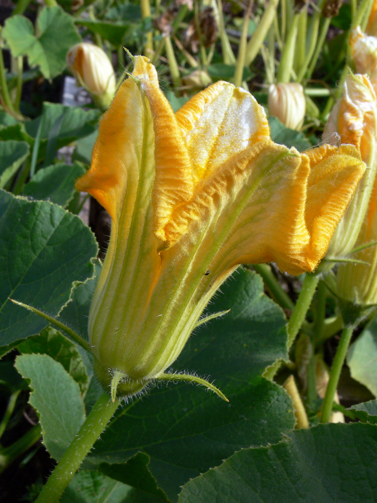 Изображение особи Cucurbita maxima.
