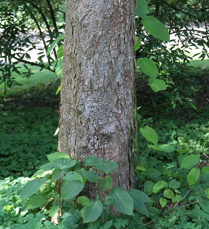 Image of Davidia involucrata specimen.