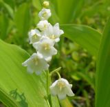 Convallaria keiskei