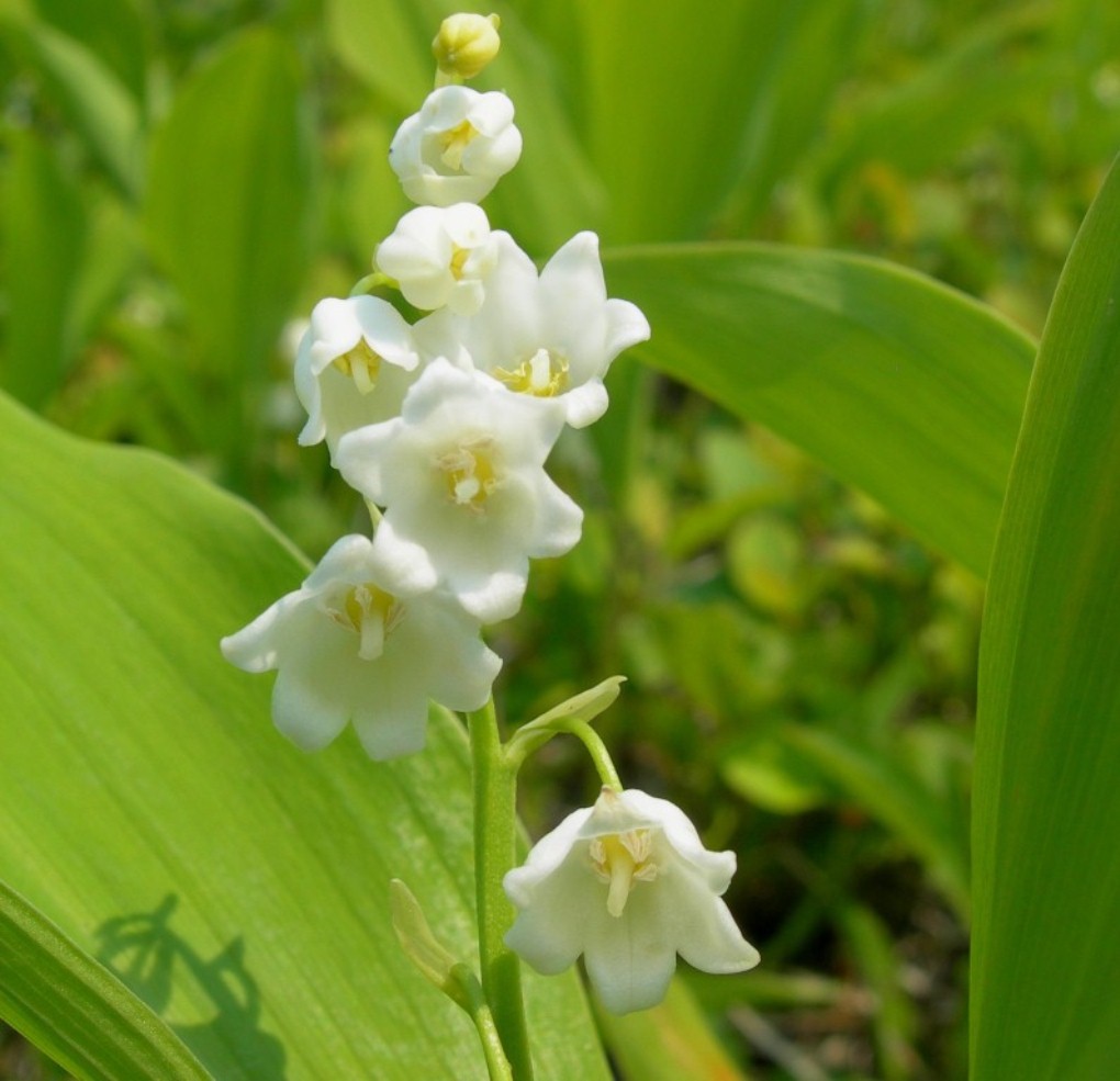 Image of Convallaria keiskei specimen.