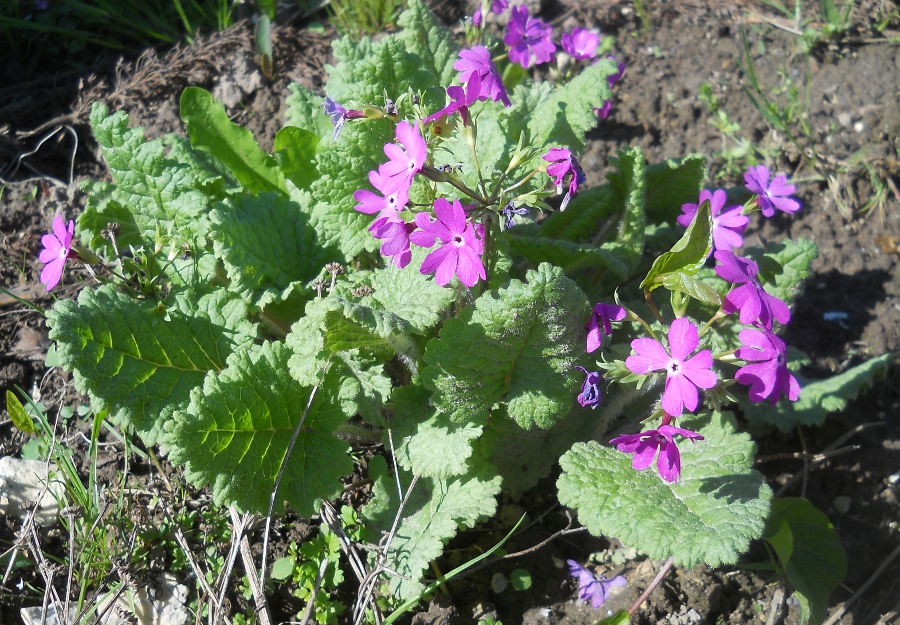 Image of Primula cortusoides specimen.