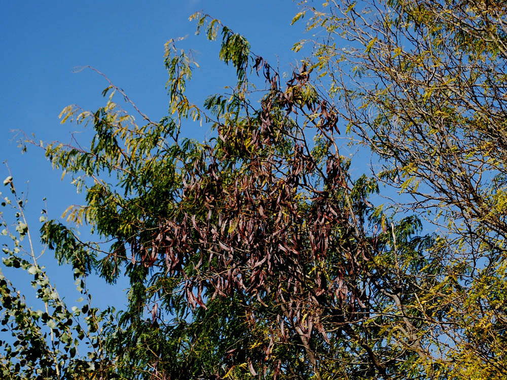 Image of Gleditsia triacanthos specimen.