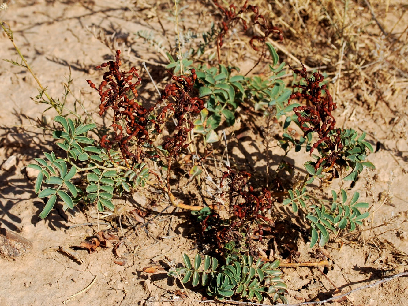 Изображение особи Glycyrrhiza hispida.