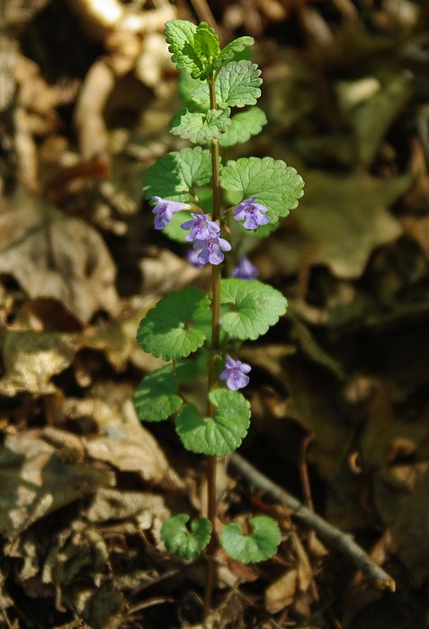 Изображение особи Glechoma hederacea.