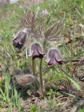 Pulsatilla bohemica