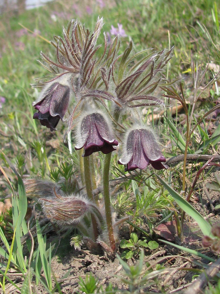Image of Pulsatilla bohemica specimen.