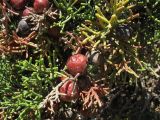Juniperus phoenicea. Веточки с шишкоягодами. Греция, о. Родос, южная оконечность острова, пляж Prasonisi. 9 мая 2011 г.
