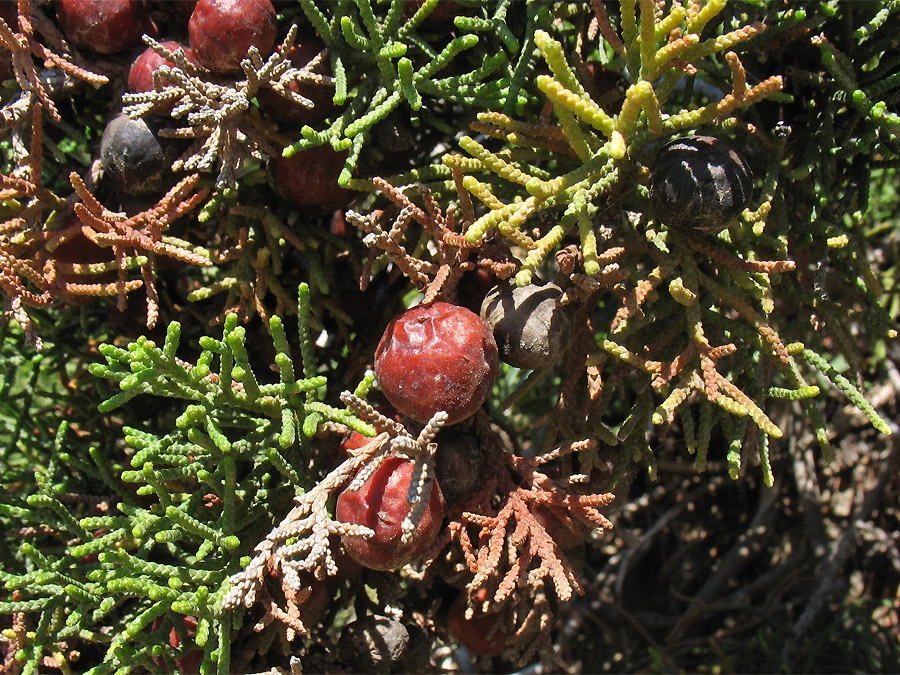 Image of Juniperus phoenicea specimen.