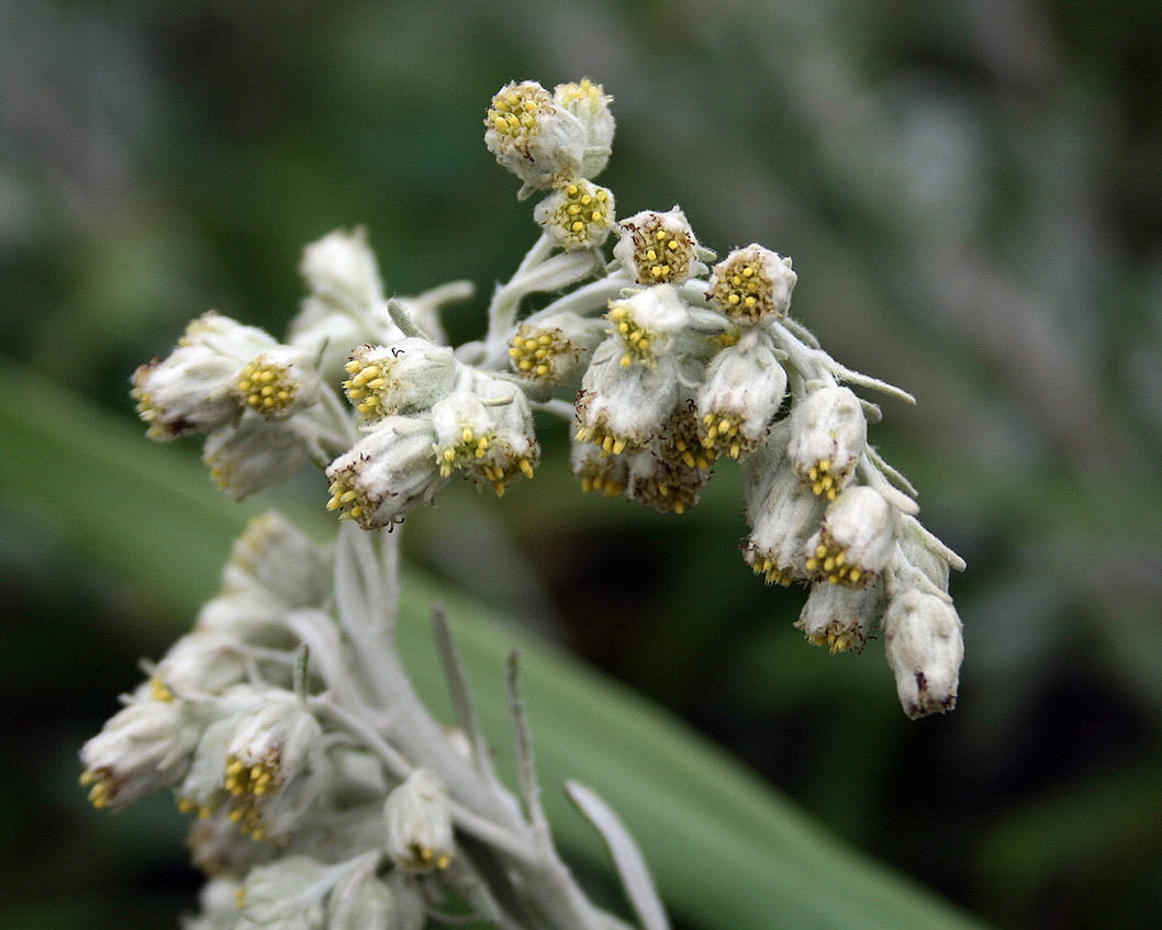 Image of Artemisia stelleriana specimen.