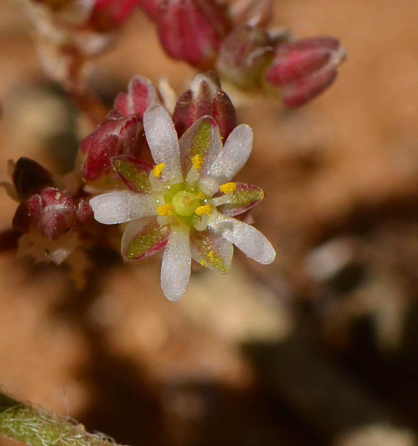 Изображение особи Polycarpon succulentum.