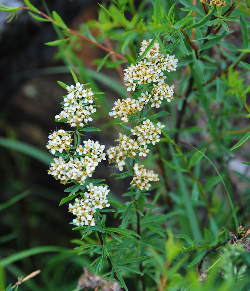 Image of Spiraea alpina specimen.