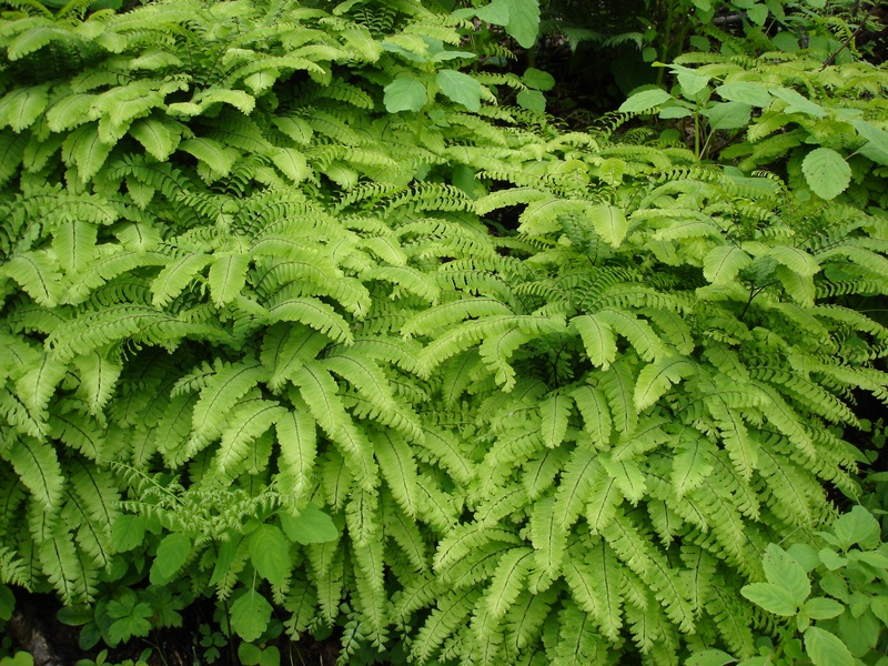 Image of Adiantum pedatum specimen.