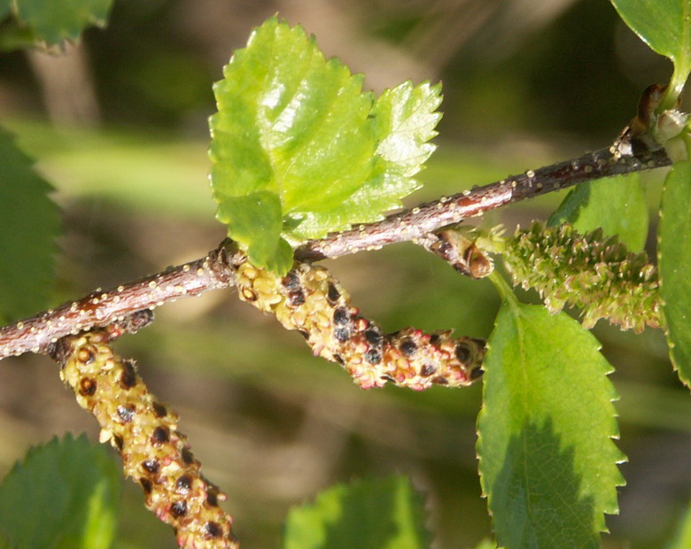 Image of Betula humilis specimen.