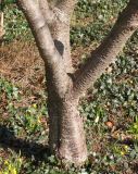 Cerasus sachalinensis