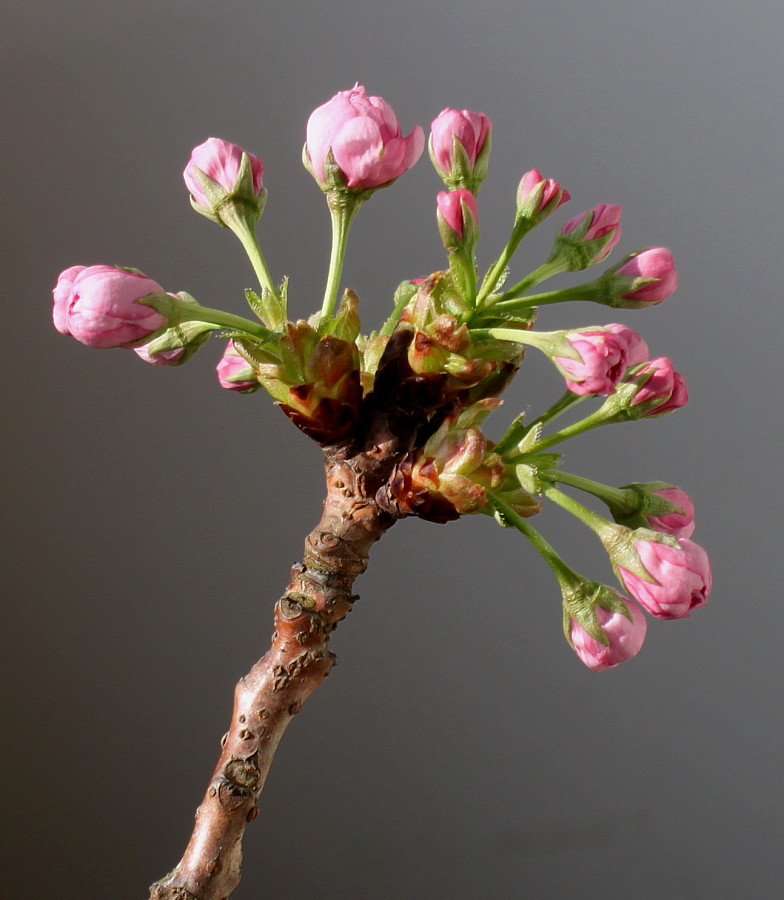 Изображение особи Prunus serrulata.