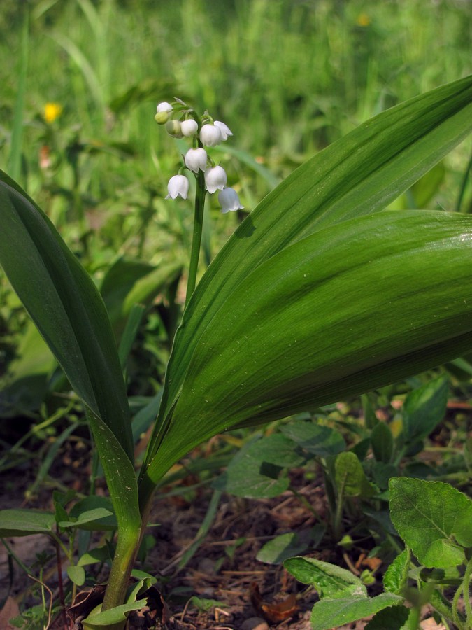 Изображение особи Convallaria majalis.